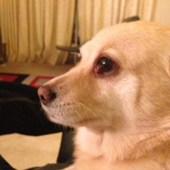 Meet your Posher, Jack - Picture 1 of 1